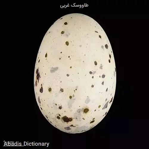 طاووسک غربی